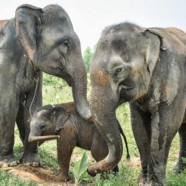 WFFT Apple Pin & KaewPhet Elephants