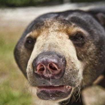 WFFT Bears Kamala